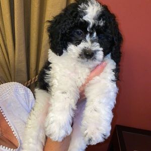 Meet your Posher, Bailey